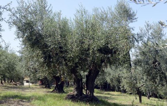 azienda agricola persiani580f