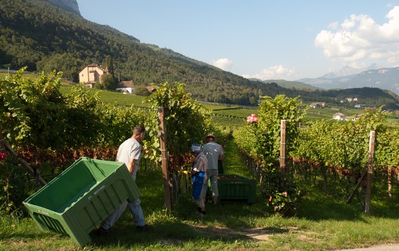 vendemmia san michele appiano580
