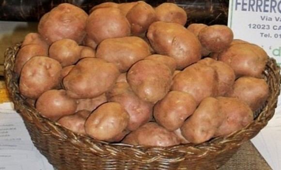 patata ciarda580