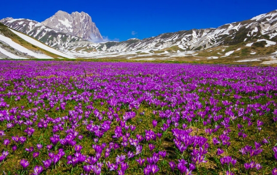 campo zafferano montagna 570