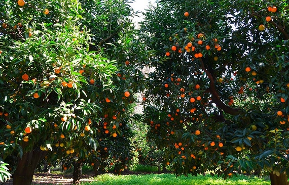 coltivazione-clementine-di-calabria 1 570