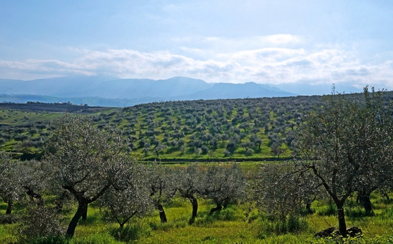 olive-Aprutino paesaggio 570
