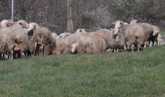 pecore pecorino slow food 570