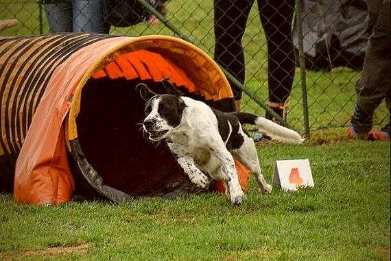 Dog Sport Experience ai Lidi di Comacchio 5 570