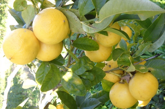 agrume-bergamotto pianta 570