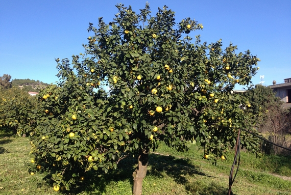 albero Bergamotto-di-Reggio-Calabria-DOP-  570