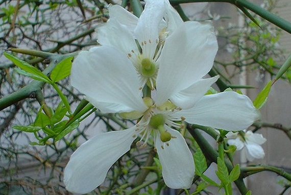 bergamotto fiore 570