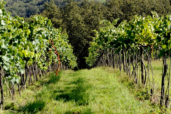 cantina-della-volta-VIGNETO 2 570