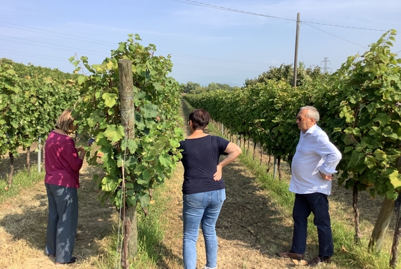 castel nuovo del garda vigneti 570