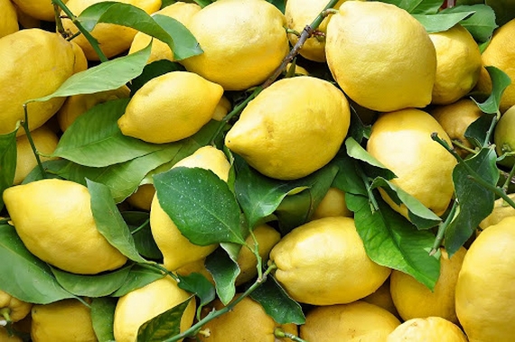limoni femminello sicilia 570
