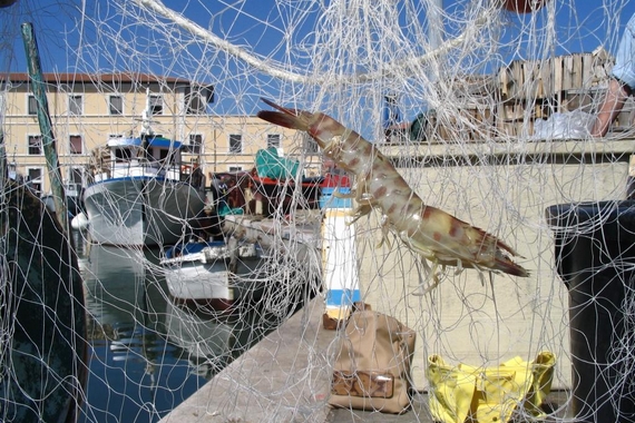 mazzancolla dal mare al fiume 570