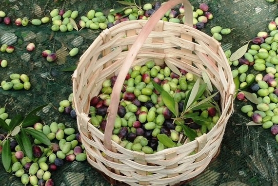 olive Alto-crotonese 570