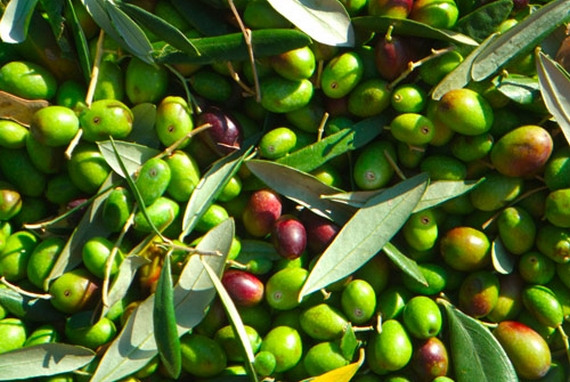 olive di cerignola 570