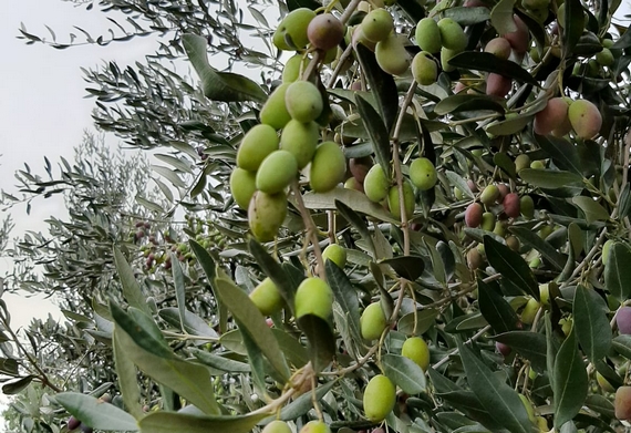 olive tenuta rossetti 570