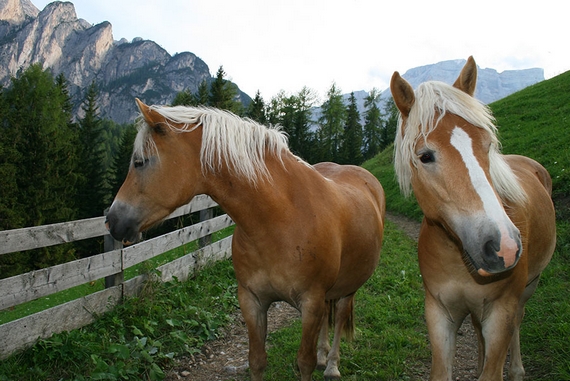 pferde cavalli 570