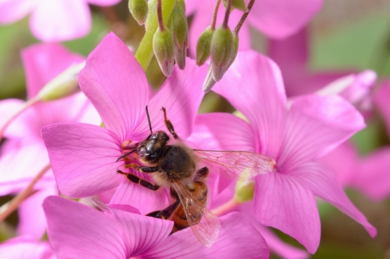 Ape su fiore glicine api cirone mondiale apui itin 22