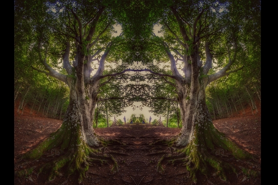 Il grande faggio Monte Caio Tizzano PR ph Alberto Zinelli apocromatico credit Alberi in Cammino 570