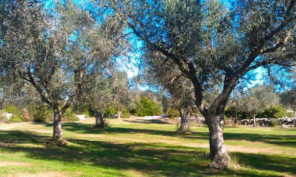 olio terra otranto