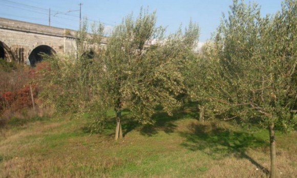 ulivi580