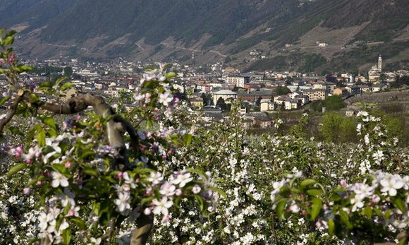 meleti in fiore media valtellina tirano