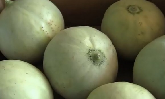 melone liscio