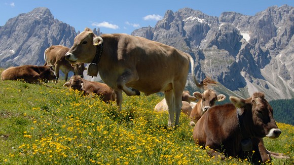mucche-alpe-nemes580