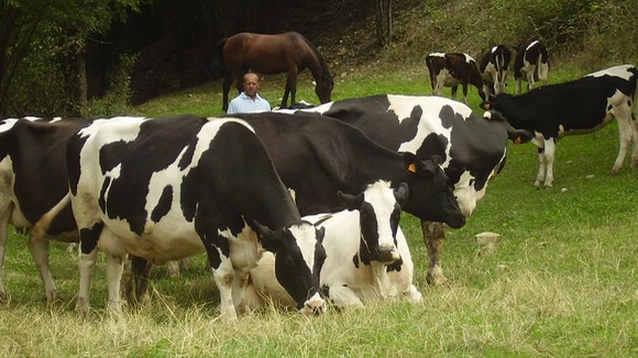 mucche parmigiano reggiano
