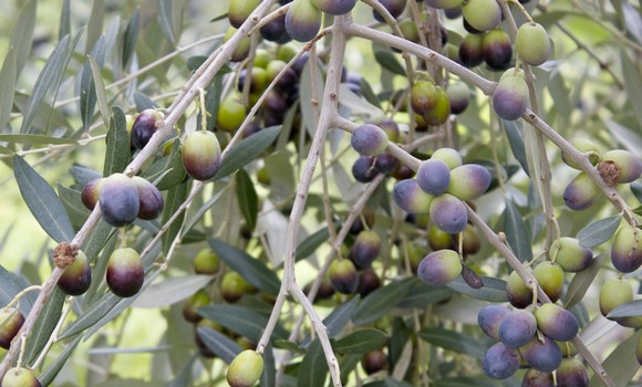olio toscano olive 580