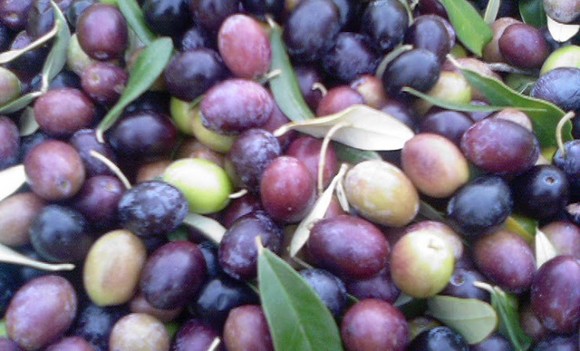 olive arcaverde barone maria grazia