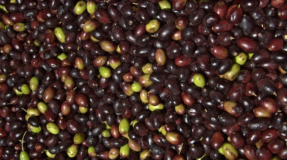olive bruzio580