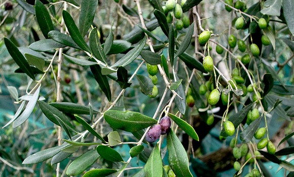 olive olio lucca580