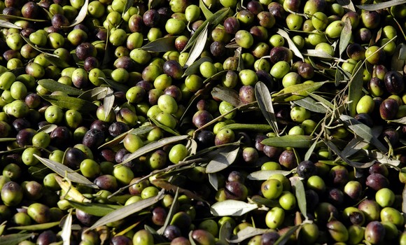 olive olio terre siena580
