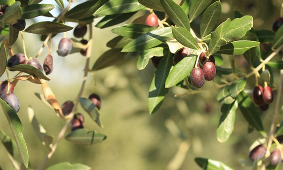 olive ramo 580