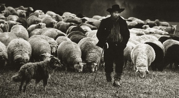 pastore pecore400