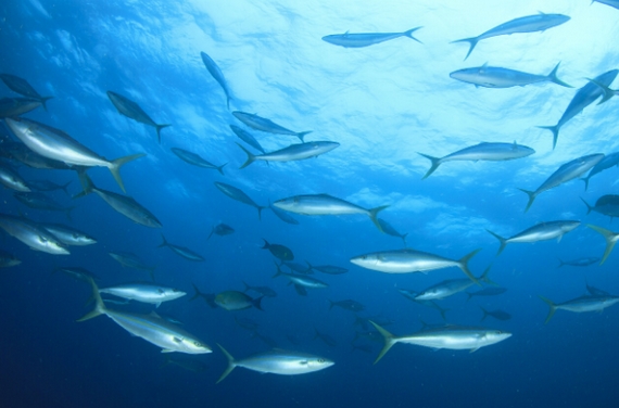 slow fish 2021 mediterraneo a rischio 5 570