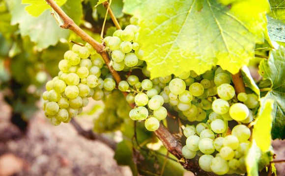 uva chardonnay champagne ruinart580