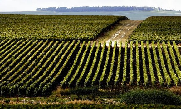 vigneto champagne ruinart580