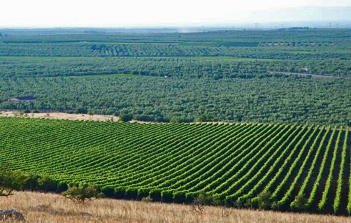 vigneto rivera