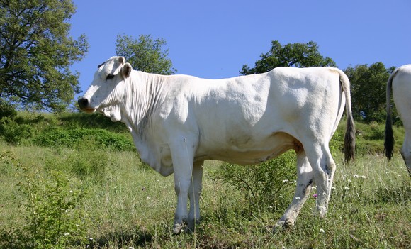 vitellone bianco appennino centrale