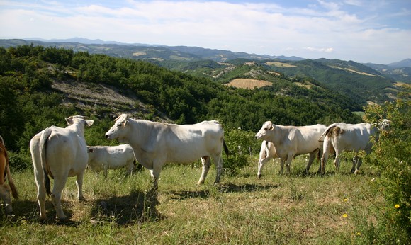 vitellone bianco appennino centrale580