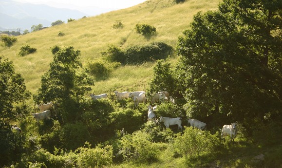 vitellone bianco appennino centrale580a