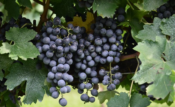 CABERNET sauvignon580