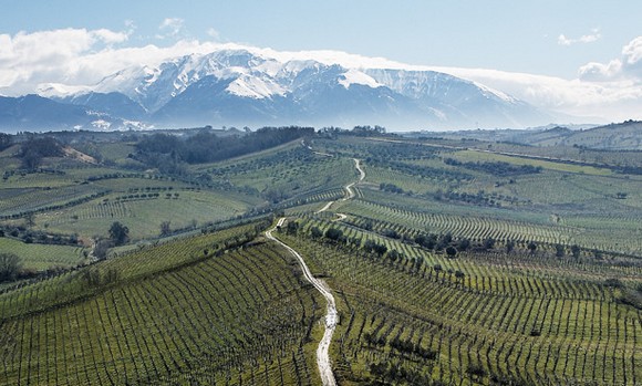 CITRA - Vigneti pendici Majella580