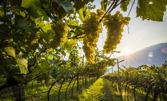 I vigneti Ferrari sulle pendici dei monti del Trentino580