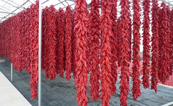 Peperoni di senise igp4