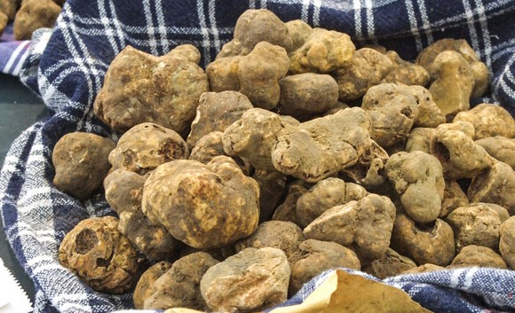 Tartufo bianco foto di Paolo Righi580