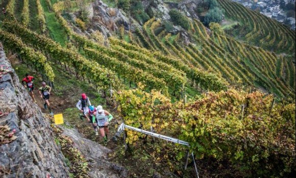 Valtellina Wine Trail 580
