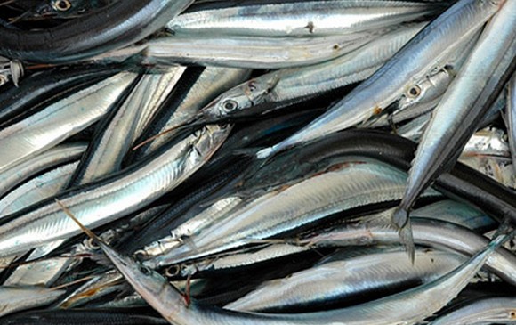 anghio festival-del-pesce-azzurro-2015-san-benedetto-del-tronto580