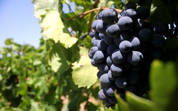 enovitis in campo580