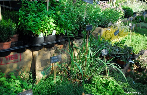 festa delle erbe aromatiche borgo di rollo andora580
